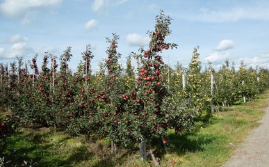 Sad jabłoniowy jesienią