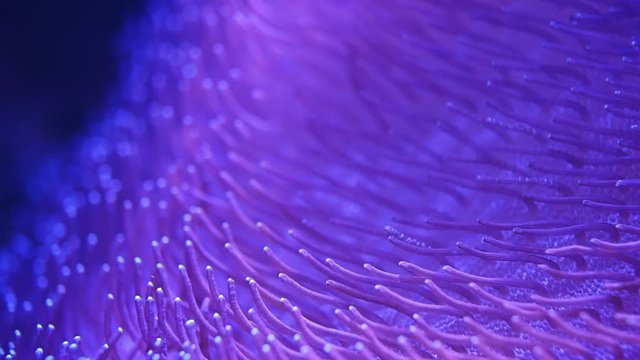 Sea anemone or sea flower underwater - Slow motion	