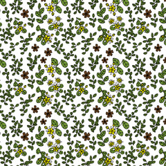 Quillay - Quillaja saponaria