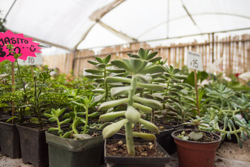 plants in pots