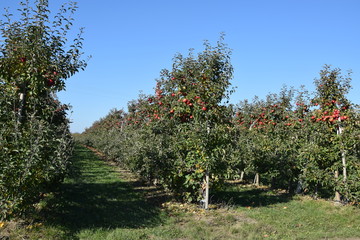 Fototapeta na wymiar Sad jabłoniowy jesienią