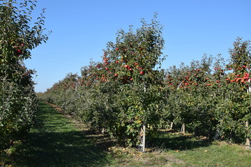 Fototapeta na wymiar Sad jabłoniowy jesienią