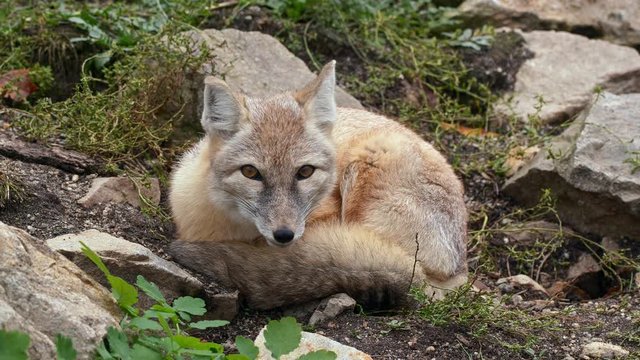 Corsac fox yawning