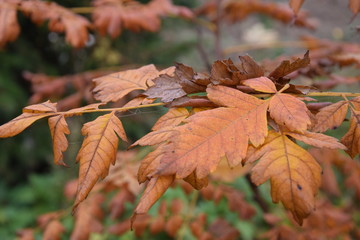 Liście mydleńca wiechowtego jesienią
