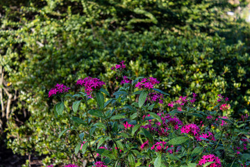 Obraz premium Houston Texas Flower Photos Fall