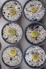 cacti cactus