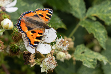 Butterfly on a white flower, Small Tortoiseshell