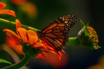 butterfly on flower