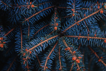 Naklejka na ściany i meble The branches of the blue spruce close-up. Rustic Christmas texture. Fir branches on the dark background. Christmas wallpaper concept. Copy space.