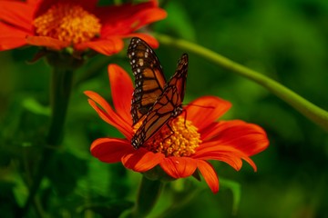 butterfly on flower