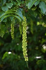 Branches of Caucasian Walnut (Pterocarya Fraxinifolia) tree.  Family Juglandaceae.