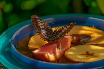 butterfly on a leaf