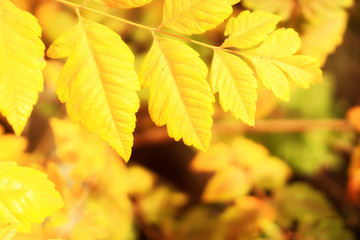 Yellow maple leaves in autumn forest, selective focus. Beautiful autumn landscape with yellow trees and sun. Colorful foliage in the park. Falling leaves natural background. Soft focus