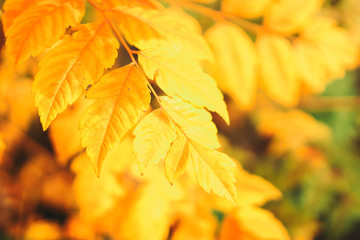 Yellow maple leaves in autumn forest, selective focus. Beautiful autumn landscape with yellow trees and sun. Colorful foliage in the park. Falling leaves natural background. Soft focus