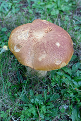 mushroom in forest