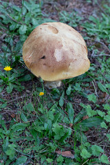 mushroom in the forest