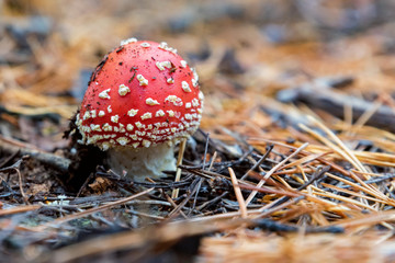 Single mushroom of fly agaric or Amanita Muscaria in forest