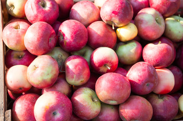 Natural texture. Apples fruits background texture. Apple harvest concept. Organic fruits backdrop. Healthy nutrition concept. Fruit and vitamin. Fall apples harvest. Red apples gathered as harvest