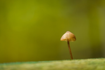 A mushroom (Mycena) on dead wood