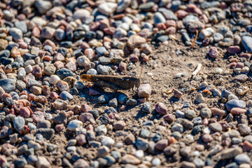 Grasshopper closed-up beside the river side 