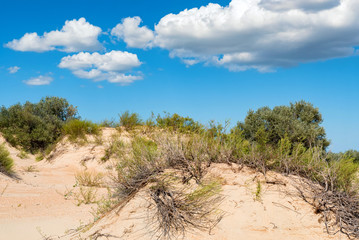 Semi-desert sand and vegetation on sunny day