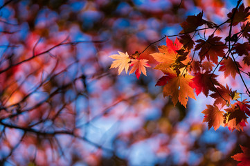 紅葉