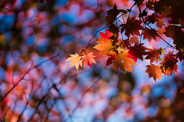 紅葉