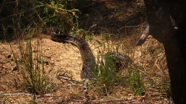 Large African Rock Python moves head backwards while slithering through reeds