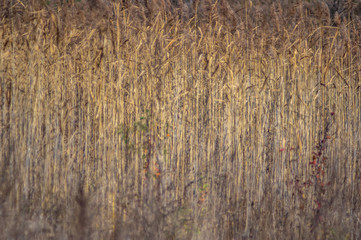 Common reed on an autumn day on the lake