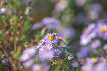 Bee on a New York aster flower