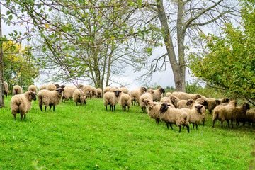 sheep herd pasting in a meadow
