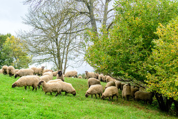 Obraz premium sheep herd pasting in a meadow