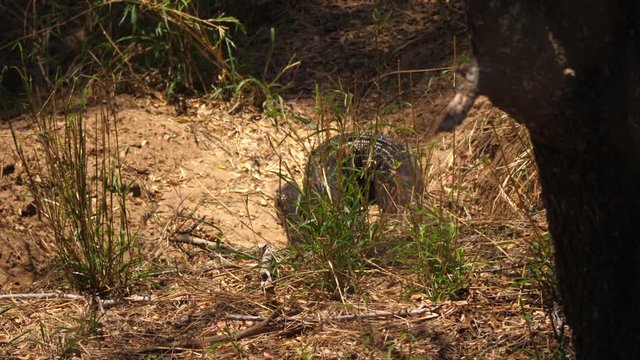 Head of snake comes out of hiding, African Rock Python emerges into open area