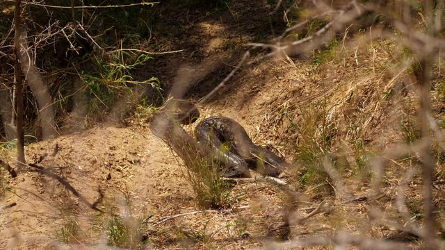 Dolly slide to reveal huge African Rock Python