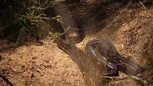 Huge wild African Rock Python snake slowly moves out of sunny spot 