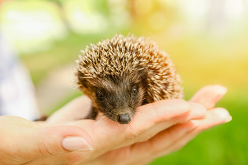 Small prickly hedgehog in the hands of green grass closeup