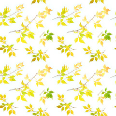 Seamless pattern with  branches Virginia creeper isolated on white.  Bright multi-colored autumn leaves.