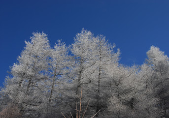 真白に氷着いた美しヶ原の霧氷と真っ青な快晴の空