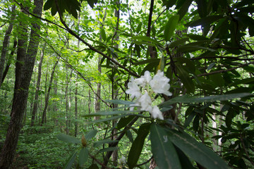 Natural Arch Scenic Area, Kentucky