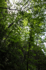 Natural Arch Scenic Area, Kentucky