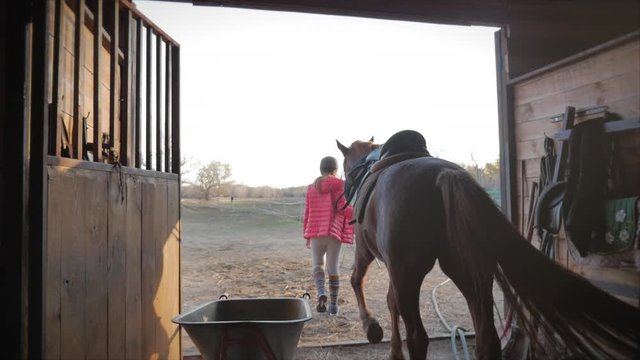 Rider comes out of the stables holding his horse for a guide, out of the stables at sunset . Animal care. Concept of horses and people.