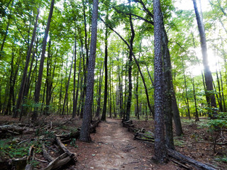 path in the forest