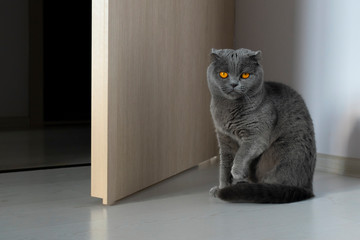 A Scottish fold cat sits at the open door with its front paw raised and looks contemptuous. The cat is gray with bright orange eyes.