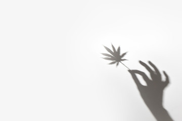 trending shadow leaves. Cannabis leaf in the hand.