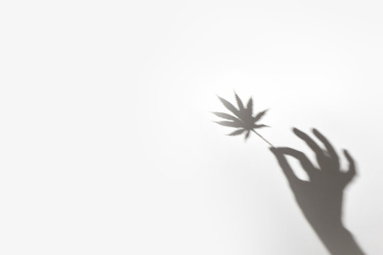 Trending Shadow Leaves. Cannabis Leaf In The Hand.