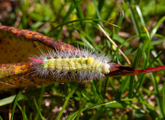 Poisonous pest caterpillar of Moth Calliteara pudibunda