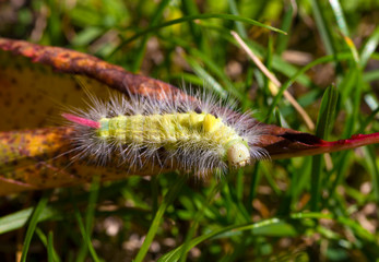 Poisonous pest caterpillar of Moth Calliteara pudibunda