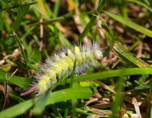 Naklejka premium Poisonous pest caterpillar of Moth Calliteara pudibunda