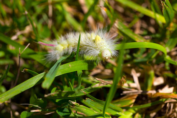 Poisonous pest caterpillar of Moth Calliteara pudibunda