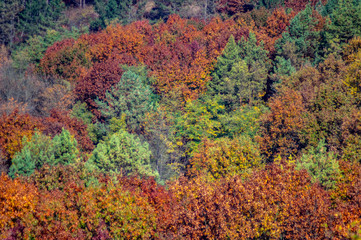 Colorful trees in the autumn forest